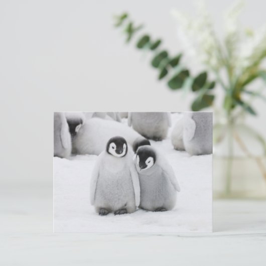 keizer Penguin Chicks on Ice in Antarctica Briefkaart (Staand voorkant)