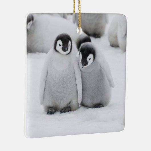 keizer Penguin Chicks on Ice in Antarctica Keramisch Ornament (Rechts)