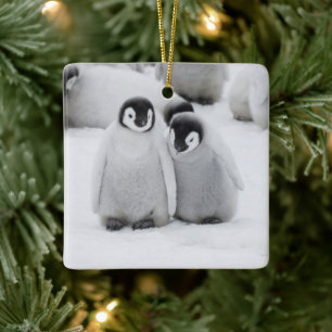 keizer Penguin Chicks on Ice in Antarctica Keramisch Ornament