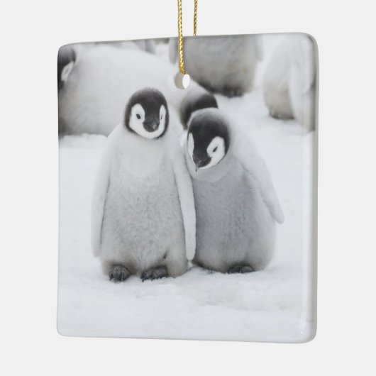 keizer Penguin Chicks on Ice in Antarctica Keramisch Ornament (Links)