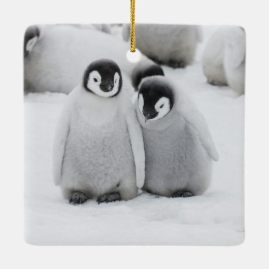 keizer Penguin Chicks on Ice in Antarctica Keramisch Ornament (Achterkant)