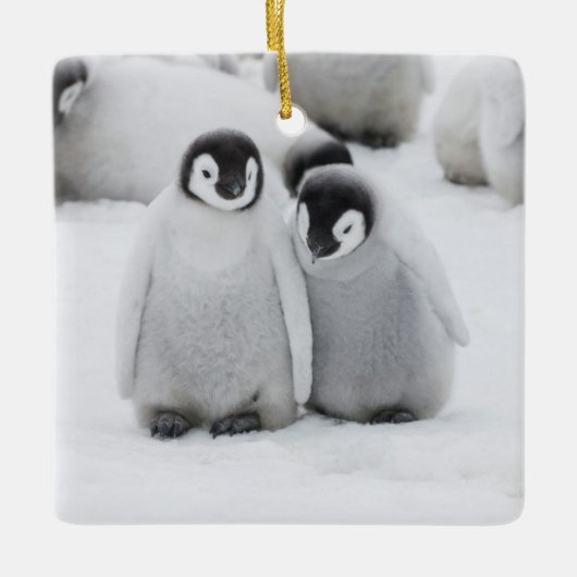 keizer Penguin Chicks on Ice in Antarctica Keramisch Ornament (Voorkant)
