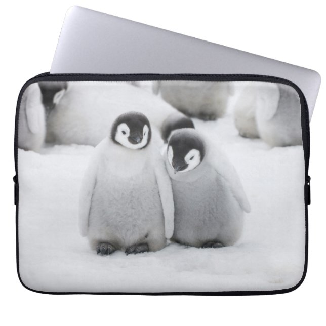 keizer Penguin Chicks on Ice in Antarctica Laptop Sleeve (Voorkant)