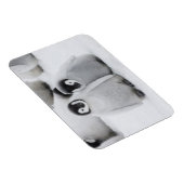 keizer Penguin Chicks on Ice in Antarctica Magneet (Rechterzijde)