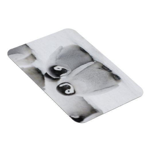 keizer Penguin Chicks on Ice in Antarctica Magneet (Rechterzijde)