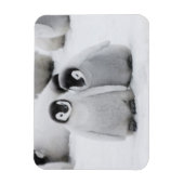 keizer Penguin Chicks on Ice in Antarctica Magneet (Verticaal)