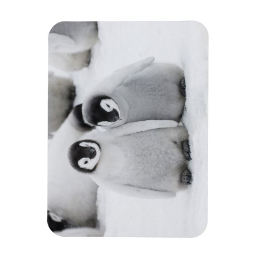 keizer Penguin Chicks on Ice in Antarctica Magneet (Verticaal)
