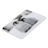 keizer Penguin Chicks on Ice in Antarctica Magneet (Linkerzijde)