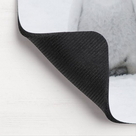 keizer Penguin Chicks on Ice in Antarctica Muismat (Hoek)