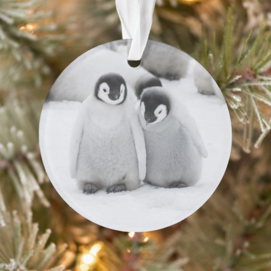 keizer Penguin Chicks on Ice in Antarctica Ornament (Boom)