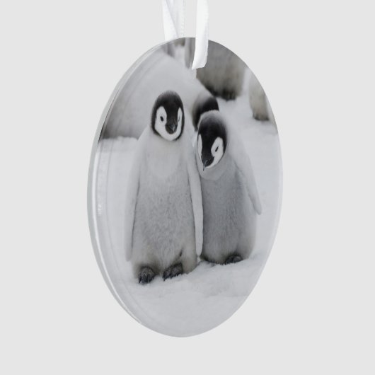 keizer Penguin Chicks on Ice in Antarctica Ornament (voorkant)