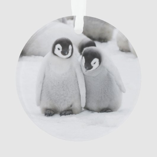 keizer Penguin Chicks on Ice in Antarctica Ornament (achterkant)