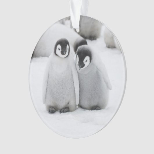keizer Penguin Chicks on Ice in Antarctica Ornament (voorkant)