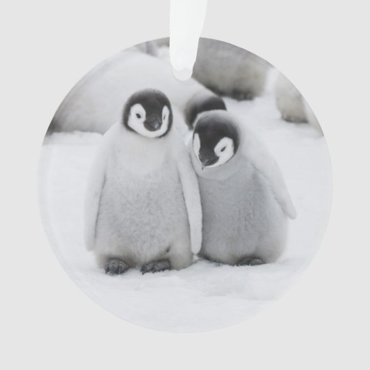 keizer Penguin Chicks on Ice in Antarctica Ornament (voorkant)