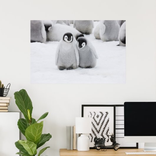keizer Penguin Chicks on Ice in Antarctica Poster (Thuiskantoor)