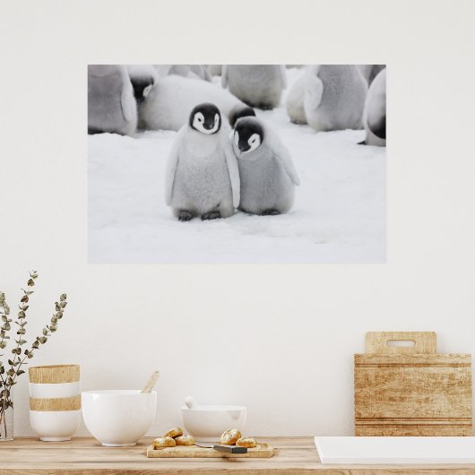 keizer Penguin Chicks on Ice in Antarctica Poster (Keuken)