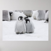 keizer Penguin Chicks on Ice in Antarctica Poster (Voorkant)