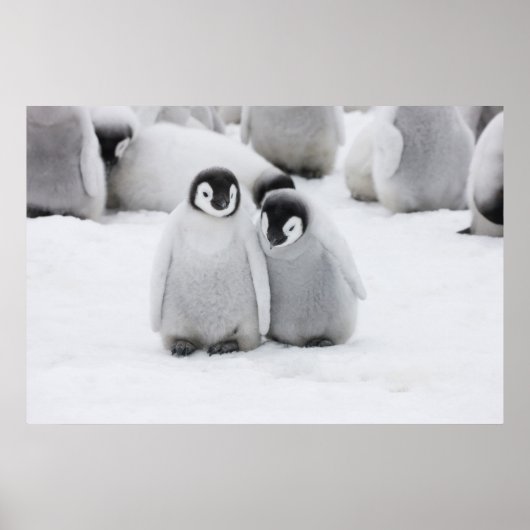keizer Penguin Chicks on Ice in Antarctica Poster (Voorkant)