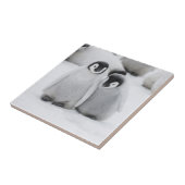 keizer Penguin Chicks on Ice in Antarctica Tegeltje (Zijkant)