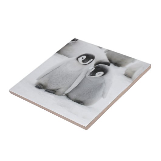 keizer Penguin Chicks on Ice in Antarctica Tegeltje (Zijkant)