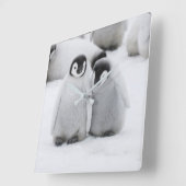 keizer Penguin Chicks on Ice in Antarctica Vierkante Klok (Hoek)