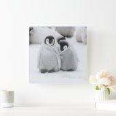 keizer Penguin Chicks on Ice in Antarctica Vierkante Klok (Huis)