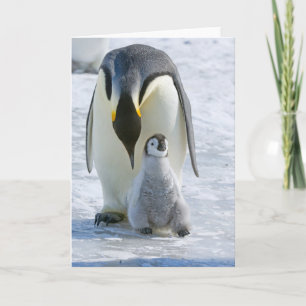 keizer Penguin met kaart met teken