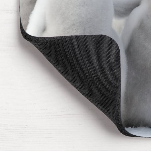 keizerkuikens muismat (Hoek)