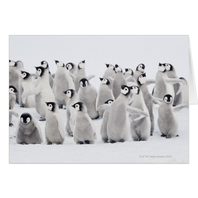 keizerpinguïn (Voorkant Horizontaal)