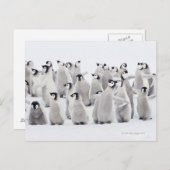 Keizerpinguïn (Aptenodytes forsteri) Briefkaart (Voorkant / Achterkant)