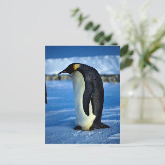 keizerpinguïn in moonlicht briefkaart (Staand voorkant)
