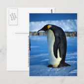 keizerpinguïn in moonlicht briefkaart (Voorkant / Achterkant)