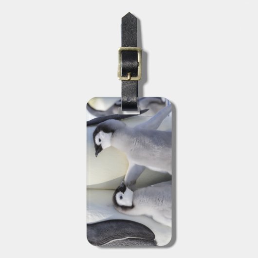Keizerpinguïn Kuiken Bagagelabel (Voorkant verticaal)