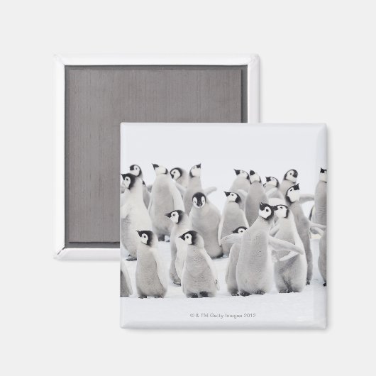 keizerpinguïn magneet (Voorkant / Achterkant)