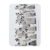 keizerpinguïn magneet (Verticaal)