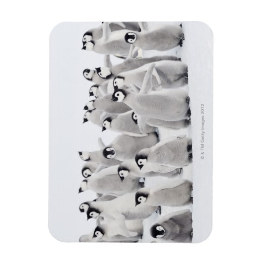 keizerpinguïn magneet (Verticaal)