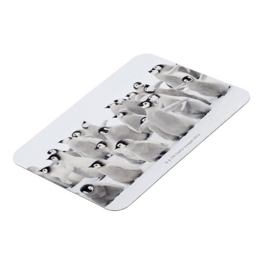 keizerpinguïn magneet (Linkerzijde)