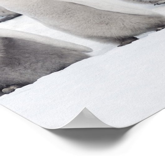 keizerpinguïn poster (Hoek)