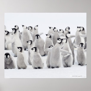 keizerpinguïn poster