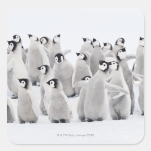 keizerpinguïn vierkante sticker