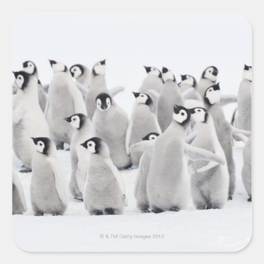 keizerpinguïn vierkante sticker (Voorkant)