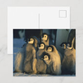 Keizerpinguïnkuikens in crèche, Aptenodytes Briefkaart (Voorkant / Achterkant)
