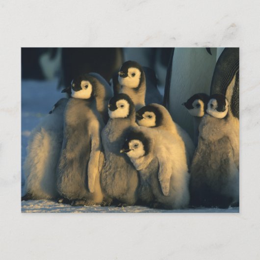 Keizerpinguïnkuikens in crèche, Aptenodytes Briefkaart (Voorkant)
