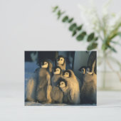 Keizerpinguïnkuikens in crèche, Aptenodytes Briefkaart (Staand voorkant)