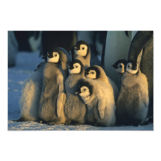 Keizerpinguïnkuikens in crèche, Aptenodytes Foto Afdruk (Voorkant)