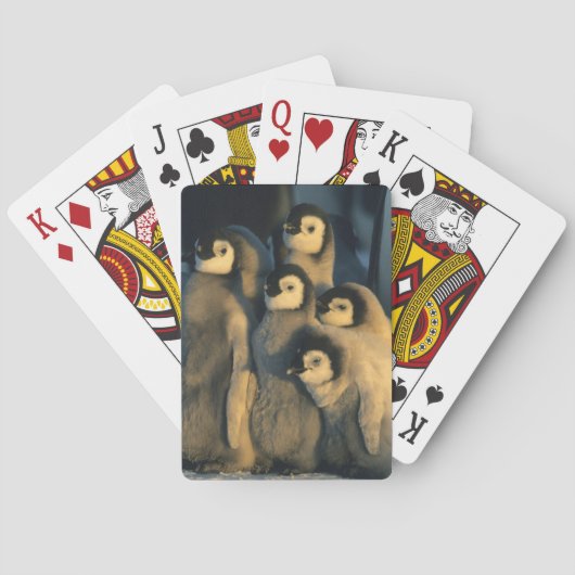 Keizerpinguïnkuikens in crèche, Aptenodytes Pokerkaarten (Achterkant)
