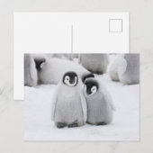 Keizerpinguïnkuikens op het ijs in Antarctica Briefkaart (Voorkant / Achterkant)