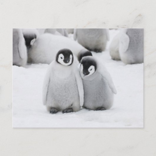 Keizerpinguïnkuikens op het ijs in Antarctica Briefkaart (Voorkant)