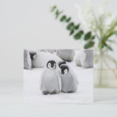 Keizerpinguïnkuikens op het ijs in Antarctica Briefkaart (Staand voorkant)