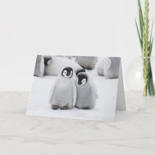 Keizerpinguïnkuikens op het ijs in Antarctica Kaart (Voorkant)